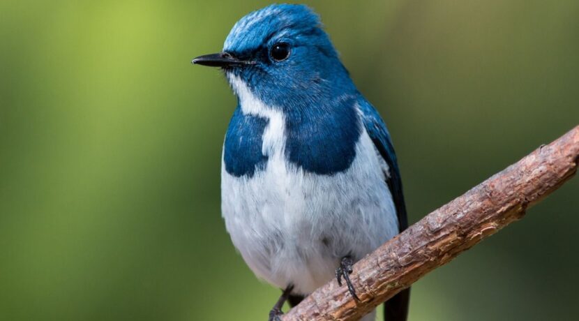 NY Times Spotlights ‘Amazing’ Bird-Watching in Panama